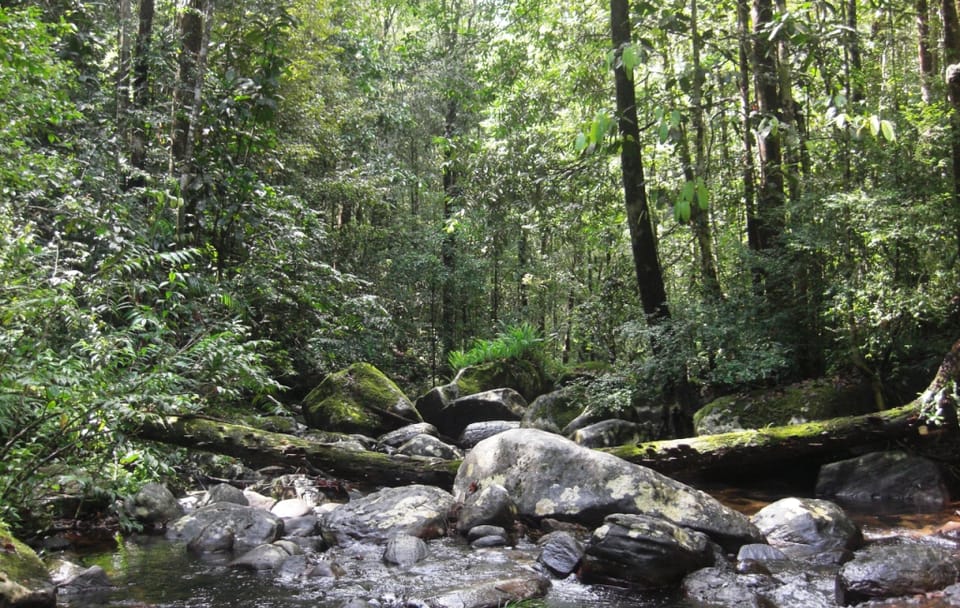 Sinharaja Rain Forest Nature Walking Tour in Sri Lanka
