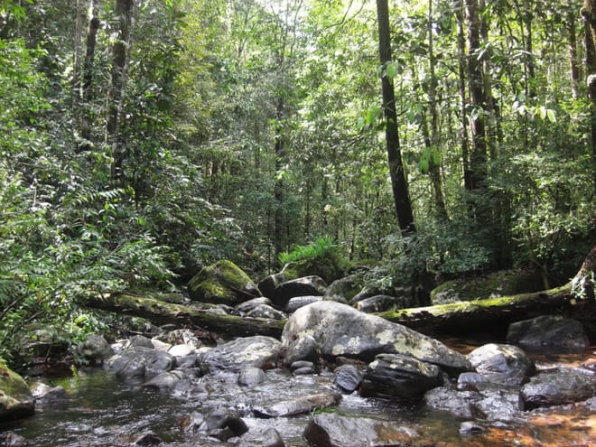 Journey of Sinharaja Rain Forest photo 2