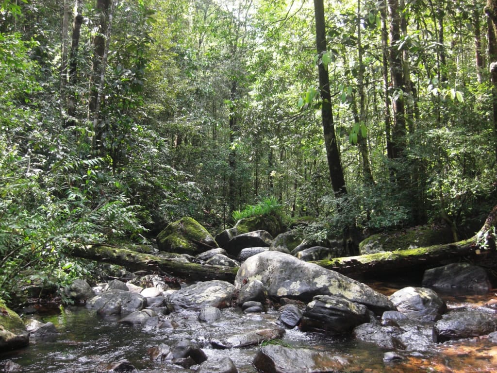Journey of Sinharaja Rain Forest 2