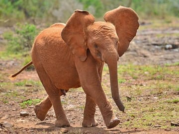 Full-Day Guided Tour of Giraffe Center and Elephant Orphanage in Nairobi