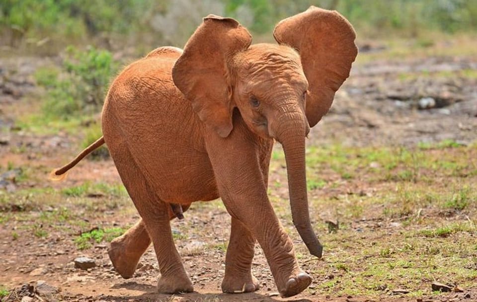 Full-Day Guided Tour of Giraffe Center and Elephant Orphanage in Nairobi