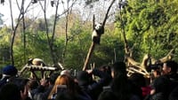 Private Day Tour to Panda Base and Sanxingdui Museum from Chengdu 1