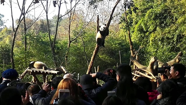 Private Day Tour to Panda Base and Sanxingdui Museum from Chengdu