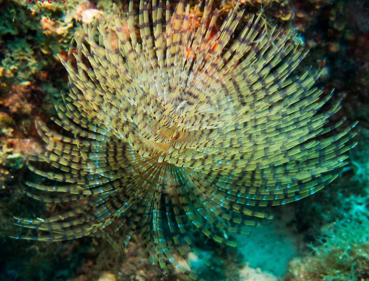 Private Cruise to Poseidon Temple at Sounio Cape with Snorkeling and Swimming