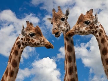 Krakow Zoo with Hotel Transfer