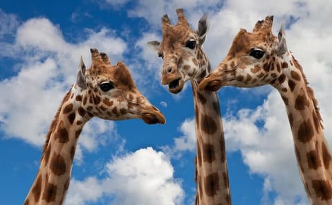 Krakow Zoo with Hotel Transfer