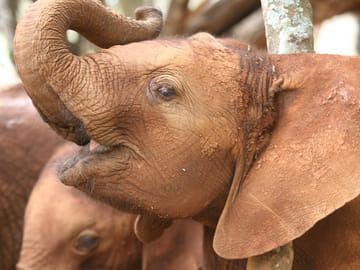 Elephant Orphanage & Giraffe Centre Tour