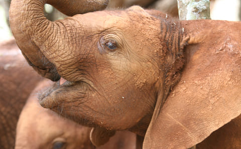 Elephant Orphanage & Giraffe Centre Tour