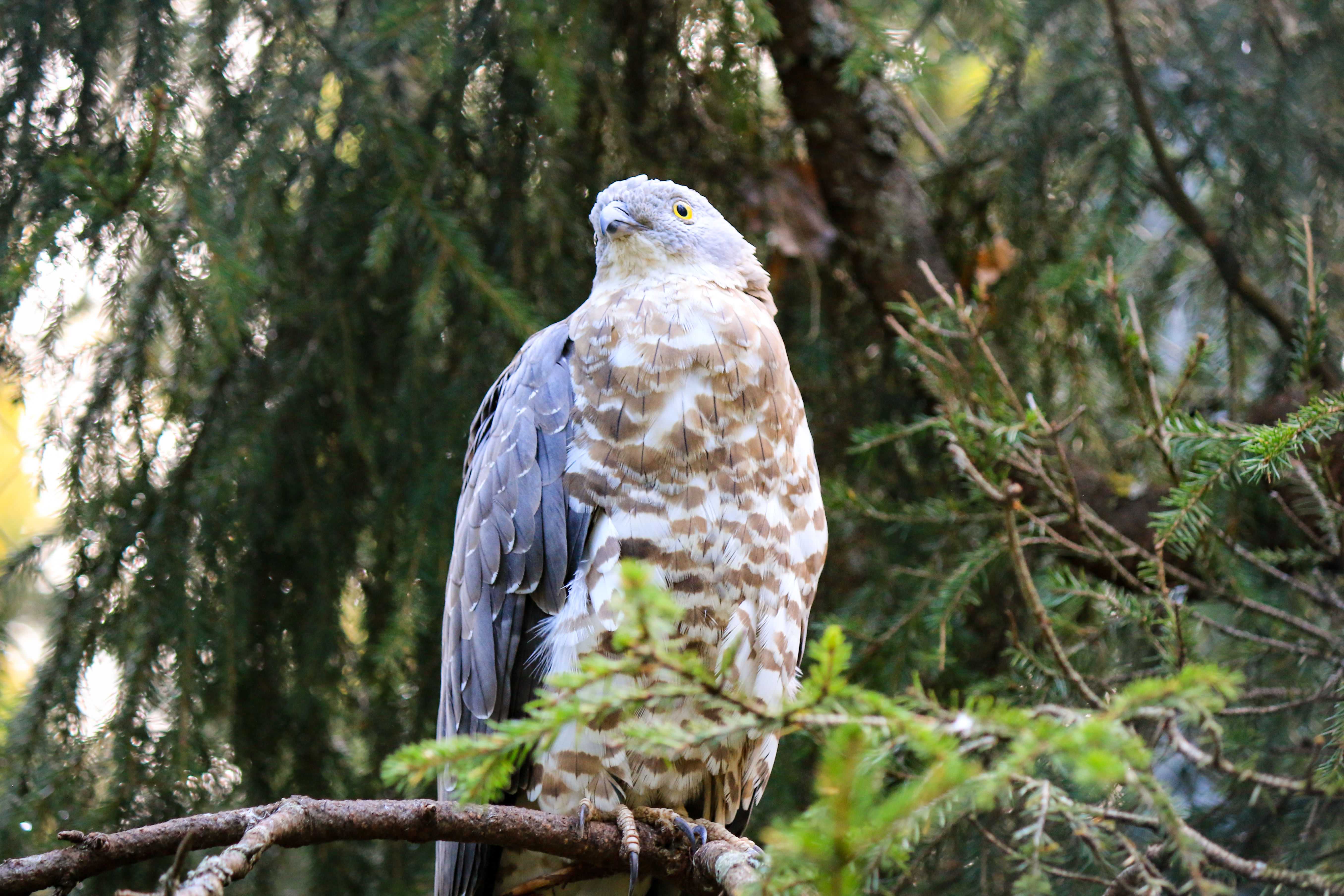 Meet all the Arctic animals in Ranua Wildlife Park