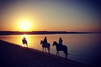 Swimming By Horse in Red Sea, Horse Riding Sea &amp; Desert-Hurghada