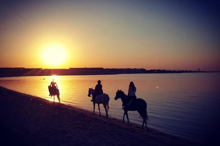 Swimming By Horse in Red Sea, Horse Riding Sea &amp; Desert-Hurghada