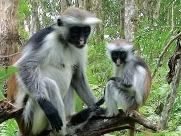 Guided Nature Walk in Zanzibar's Jozani Forest Reserve