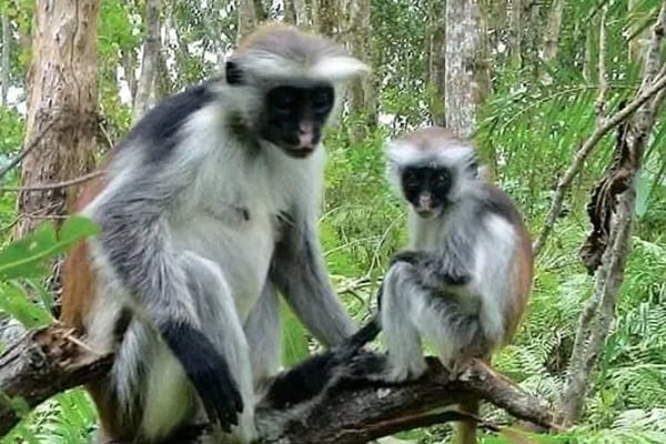 Things to do in Michamvi Kae