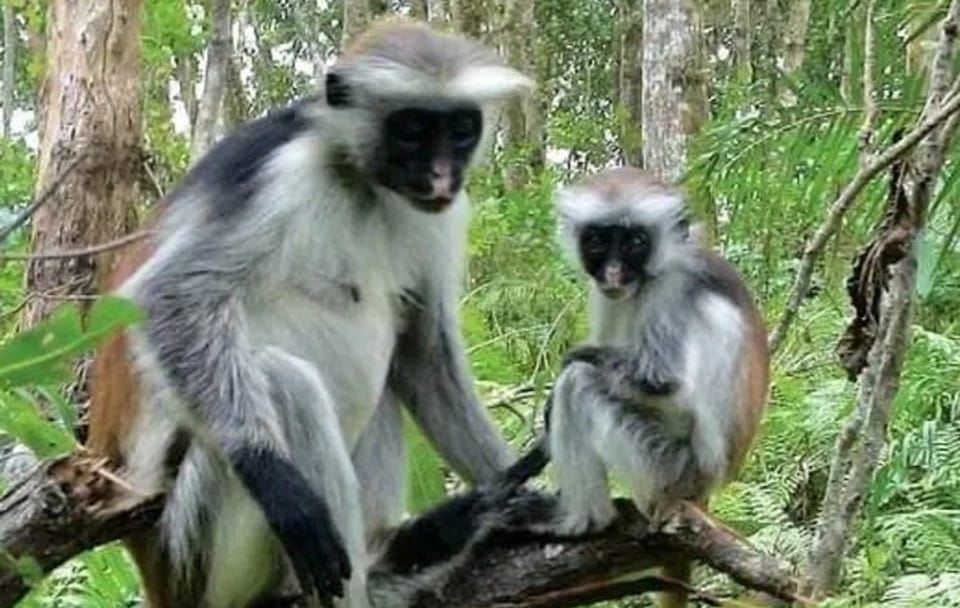 Zanzibar Jozani Forest Reserve Guided Half-Day Tour