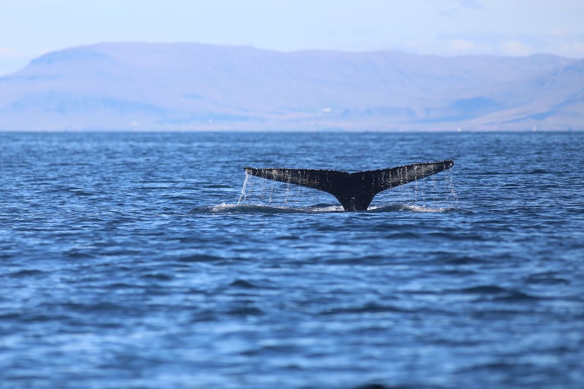 Whale Watching and Puffin Tour: Explore Iceland's Wildlife from Old Harbour in Downtown Reykjavik