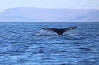 Whale fluke disappearing beneath the waves during a combined whale watching and puffin watching experience from Reykjavík Harbour, Iceland.