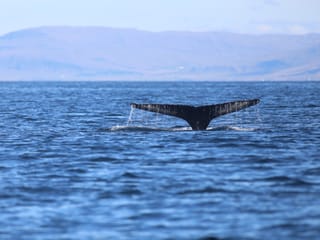 Whale fluke disappearing beneath the waves during a combined whale watching and puffin watching experience from Reykjavík Harbour, Iceland.