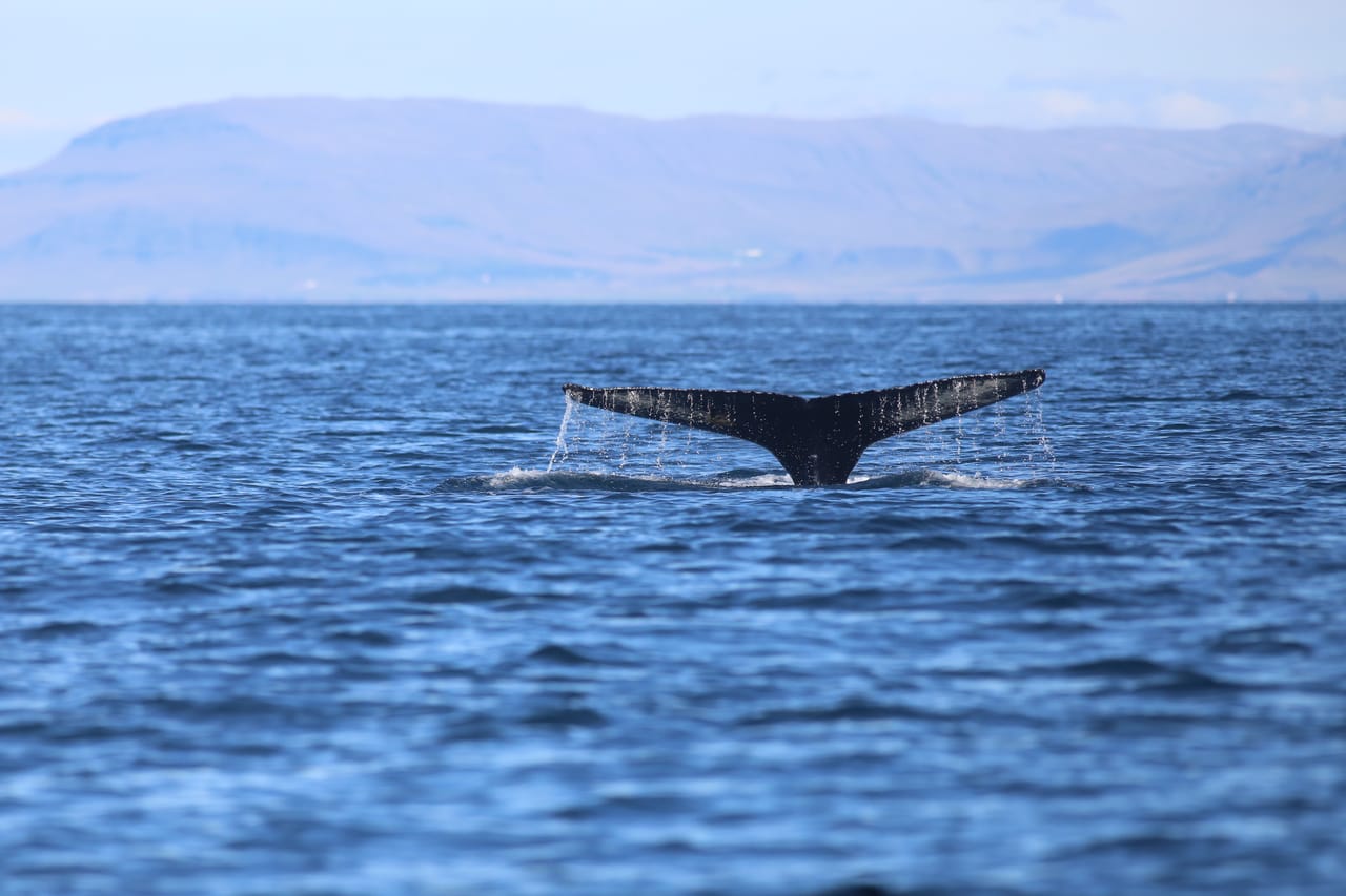 Whale fluke disappearing beneath the waves during a combined whale watching and puffin watching experience from Reykjavík Harbour, Iceland.