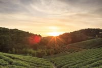 A beautiful sunrise in the farm