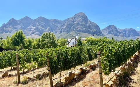 Private: Sip & Explore Stellenbosch Wine Tour