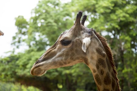 Nairobi Giraffe Center & Karen Blixen Museum Guided Experience