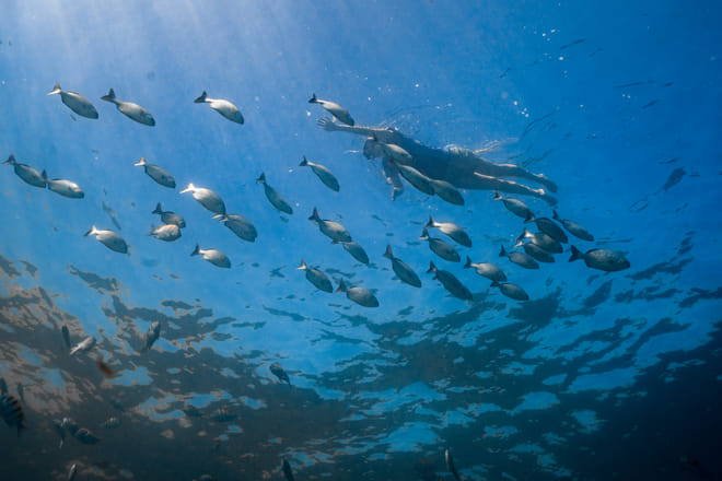 Snorkeling sea of cortez cabo san lucas marine life fish underwater los cabos snorkeling tour baja california sur mexico adventure