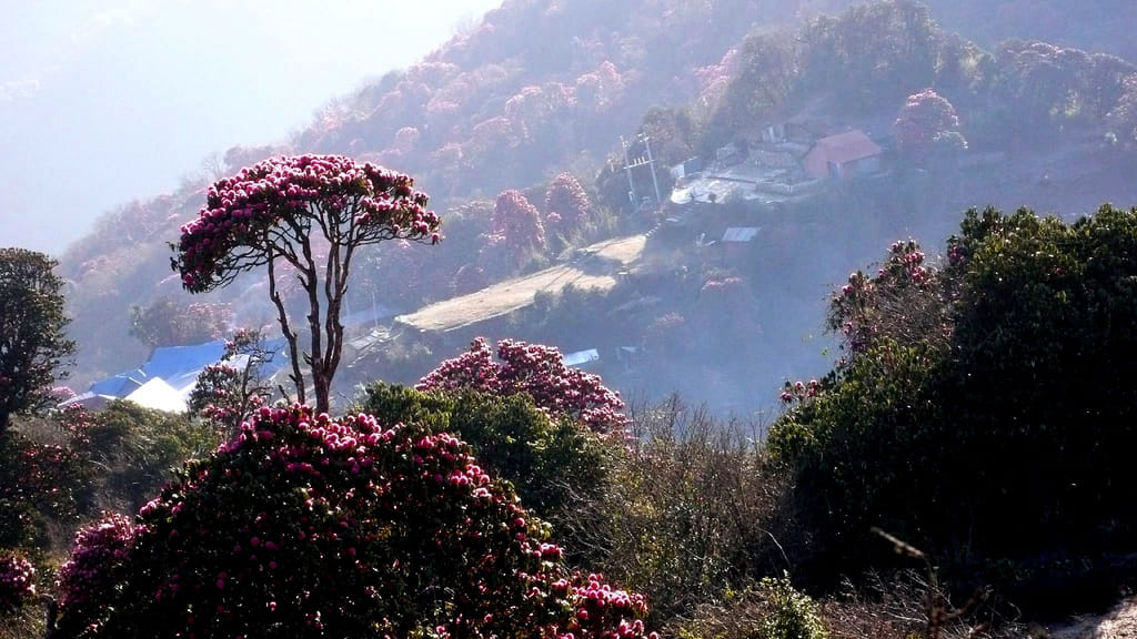 19 Days Mera Peak Climbing & Expedition – One Life-Changing Himalayan Adventure