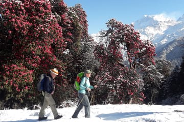 Annapurna Base Camp Trek: 16-Day Hiking Adventure in Nepal