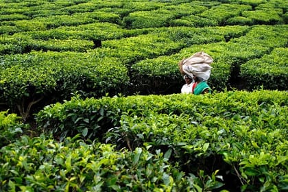 Munnar 3-Day Private Sightseeing Tour from Madurai