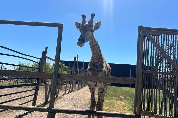 Giraffe Encounter and Lion Park with Wine Tasting in Stellenbosch