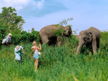 Phuket: Walk and Plant at Elephant Nature Park Visit