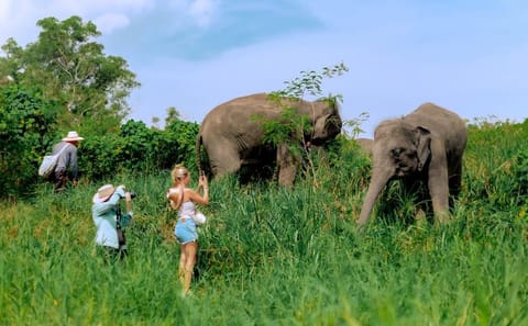 Phuket: Walk and Plant at Elephant Nature Park Visit