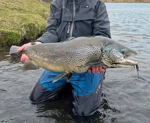 Private Fly Fishing Day Tour for Big Brown Trout - West Rangá Trout Beat
