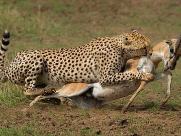 3-Day Luxury Private Safari in Masai Mara, Kenya