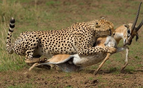3-Day Luxury Private Safari in Masai Mara, Kenya