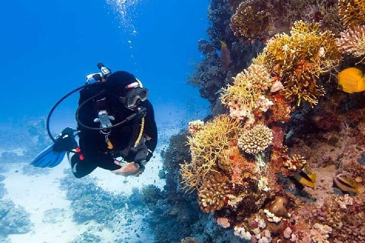 5 tours in 1 (Eco Farm/Horseback/City Tour/Buggy/Zipline)