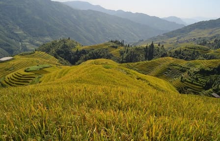 One Day Private Longji Rice Terraces with Minority village tour