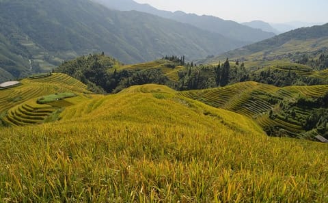 Private Day Tour of Longji Rice Terraces and Minority Village in Guilin