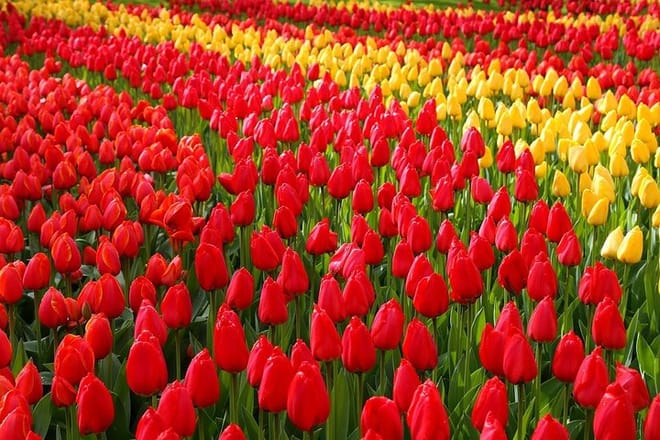 Private Half-Day Trip From Amsterdam to The Tulip Fields in Keukenhof photo 3