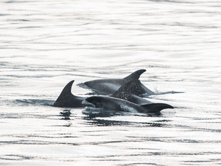 Húsavík: Small-Family Run, Responsible Whale Watching, photo 29