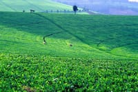 Tour Kiambethu Tea Farm