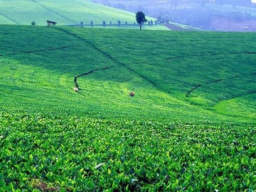 Tour Kiambethu Tea Farm