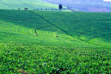 NAIROBI DAY TOUR TO KIAMBETHU TEA FARM IN LIMURU