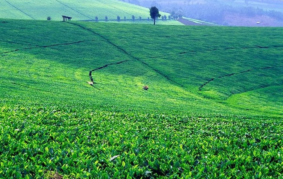 Nairobi Day Trip to Kiambethu Tea Farm in Limuru