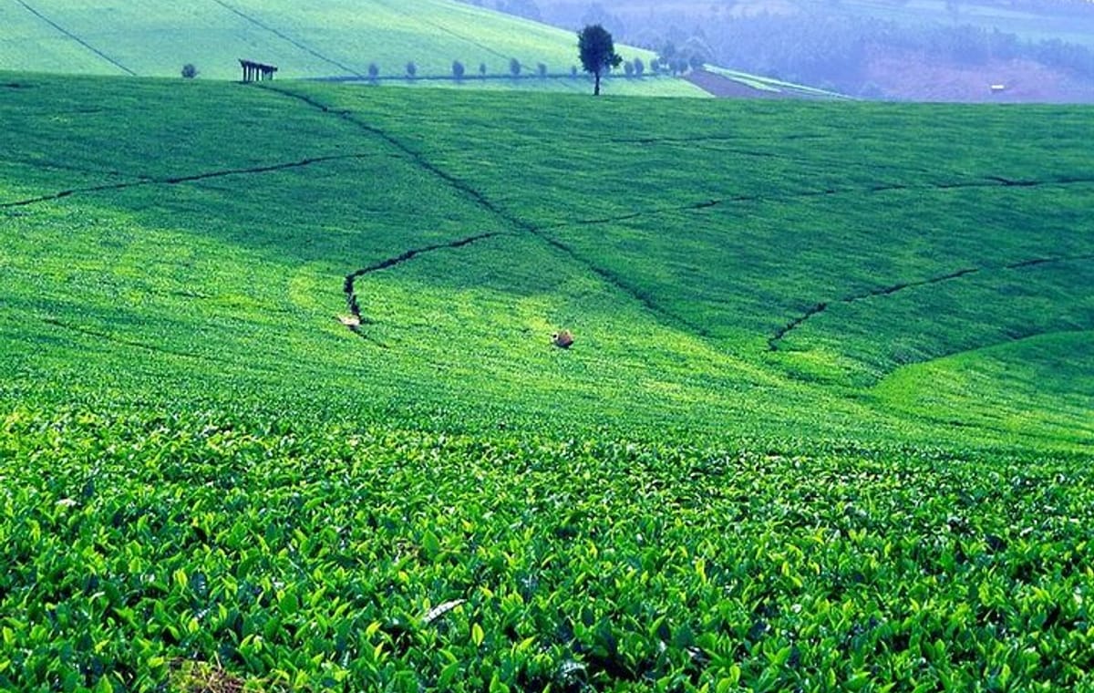 NAIROBI DAY TOUR TO KIAMBETHU TEA FARM IN LIMURU