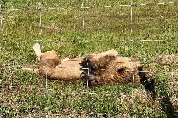 Giraffe Encounter and Lion Park with Wine Tasting in Stellenbosch