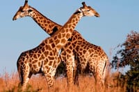 Nairobi City Tour
