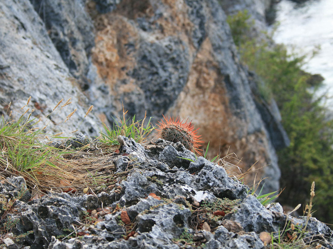 North and Landsailing with Local Guide.