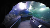 Underwater World Pattaya Ticket 2