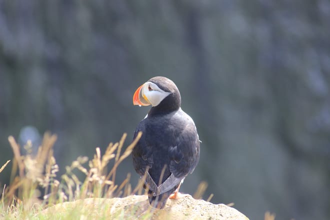 Grímsey Puffin Walk